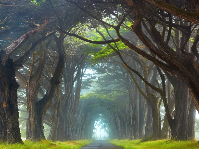 аллея, деревья, туман