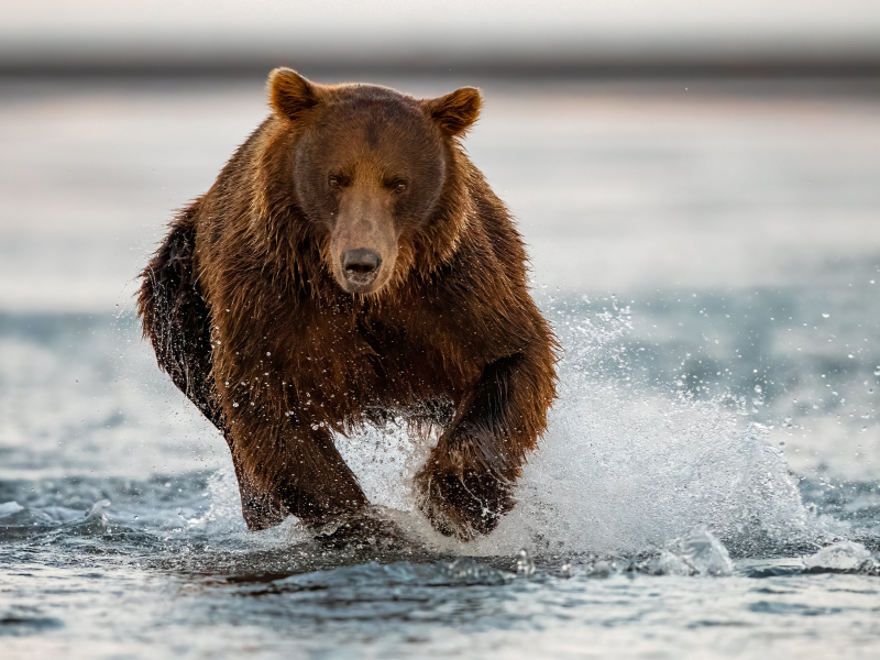 медведь бурый, животное, бежит по воде