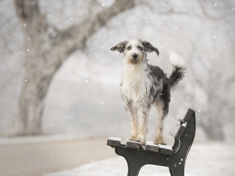 собака, стоит на скамейке, зима