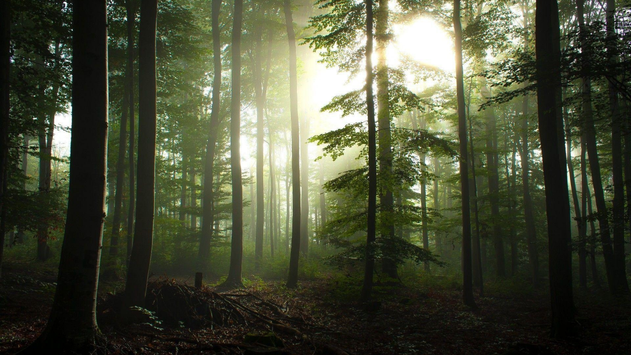 nature, forest, dusk, boron, pine trees