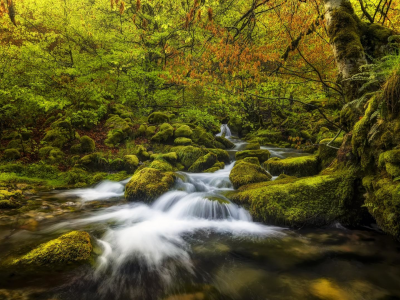 nature, forest, stream, autumn