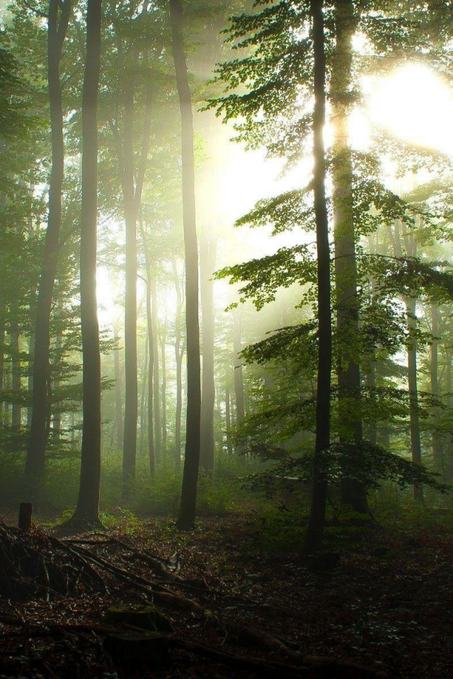 nature, forest, dusk, boron, pine trees