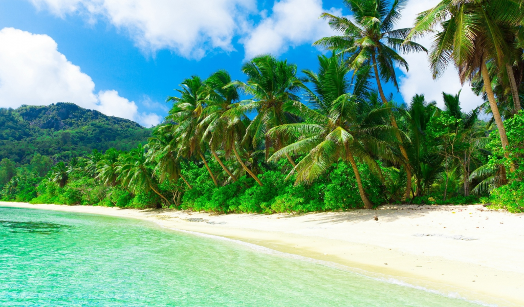 nature, coast, sea, beach, palm trees