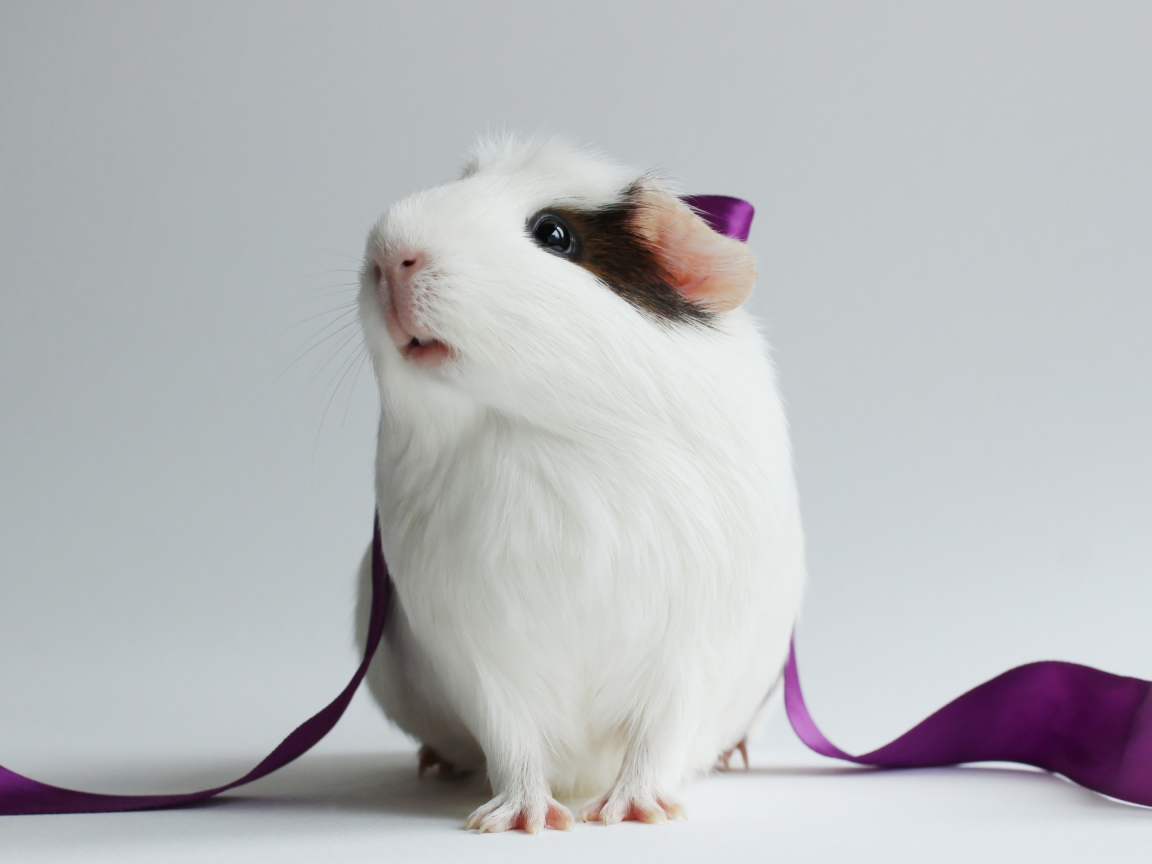 animal, guinea pig, ribbon