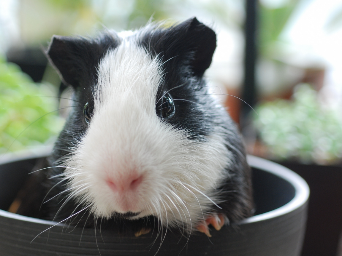 animal, guinea pig, mug