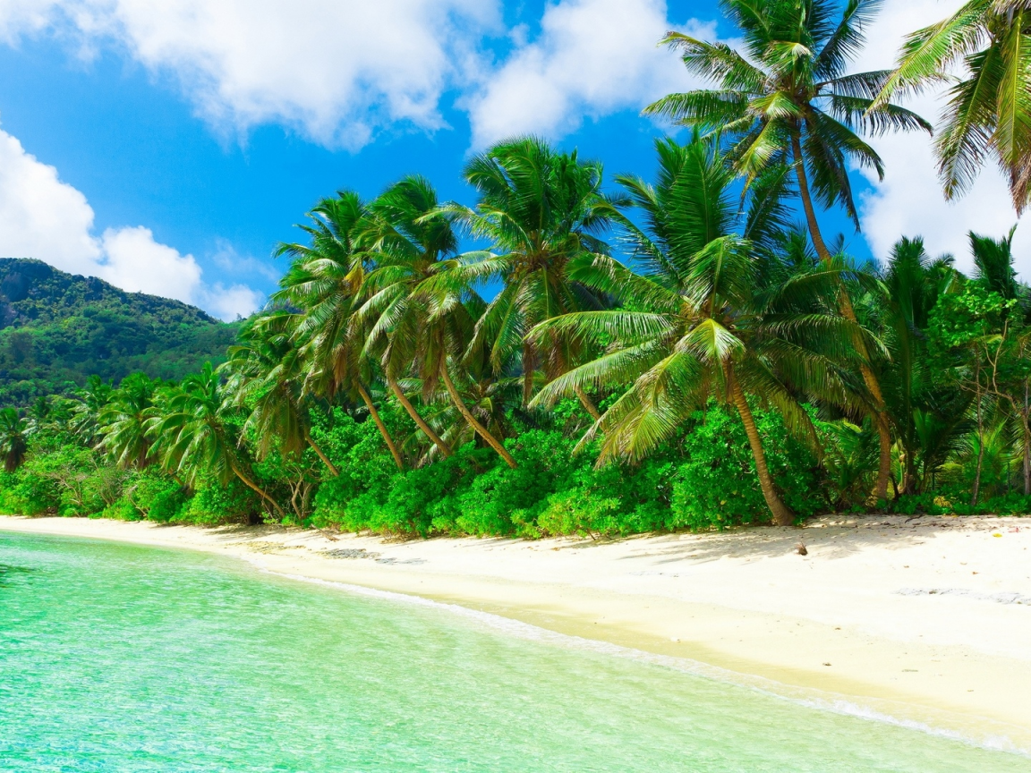 nature, coast, sea, beach, palm trees