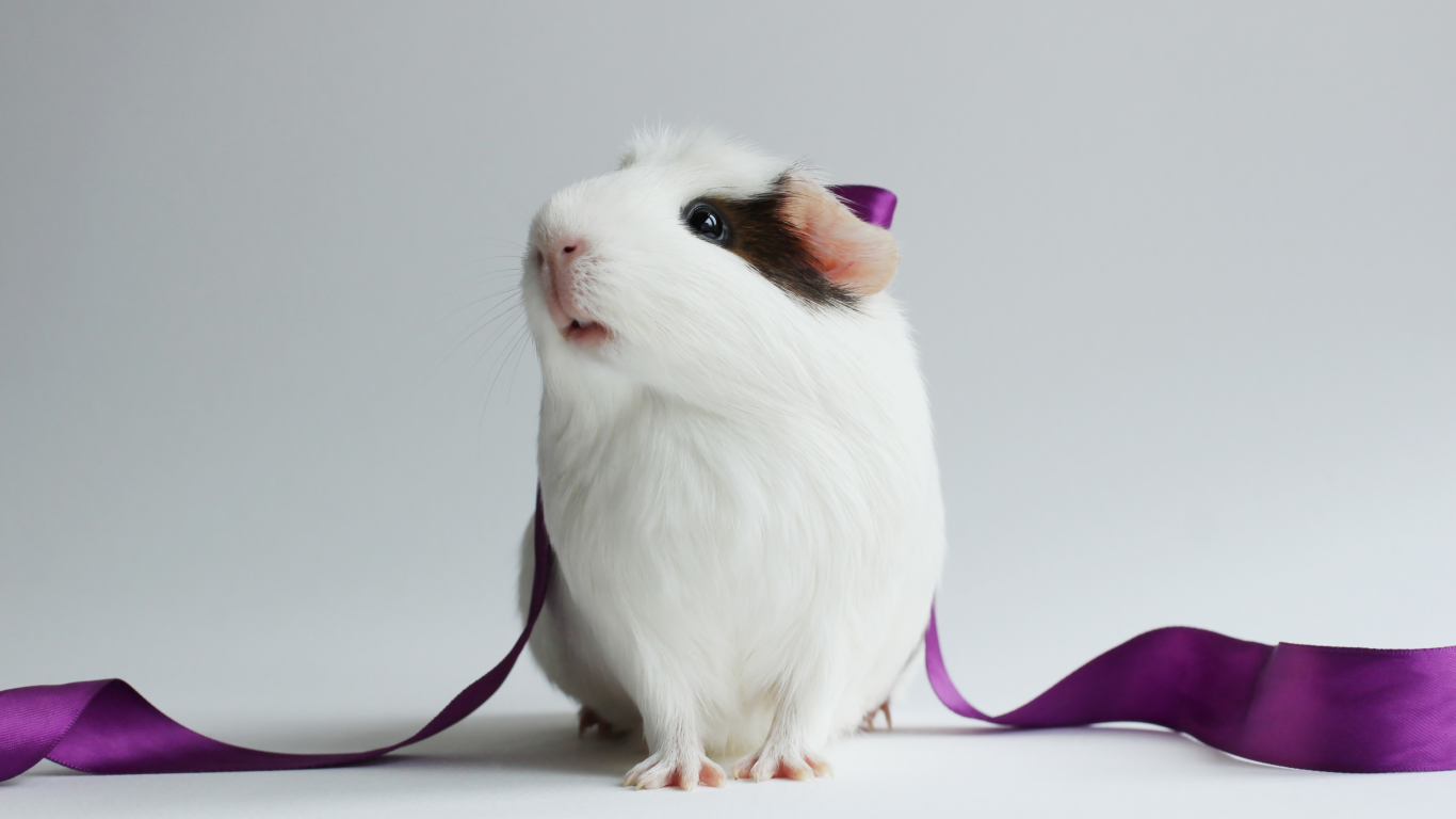 animal, guinea pig, ribbon