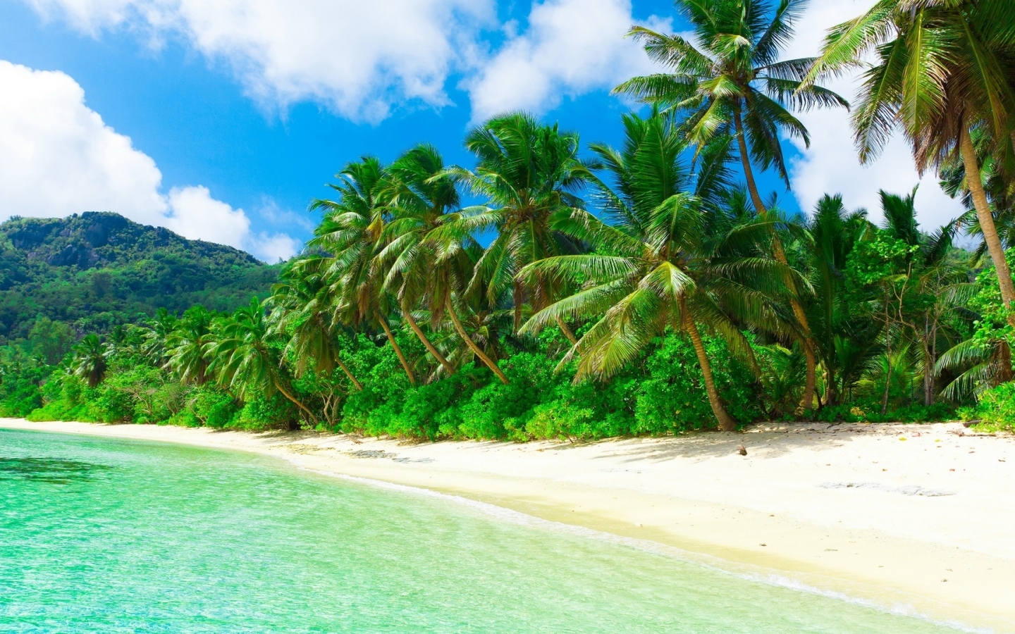 nature, coast, sea, beach, palm trees