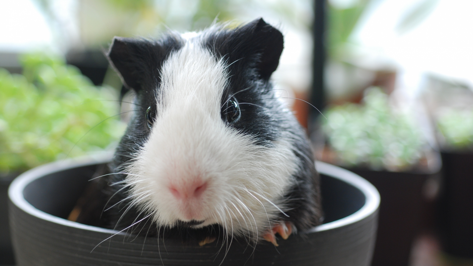 animal, guinea pig, mug