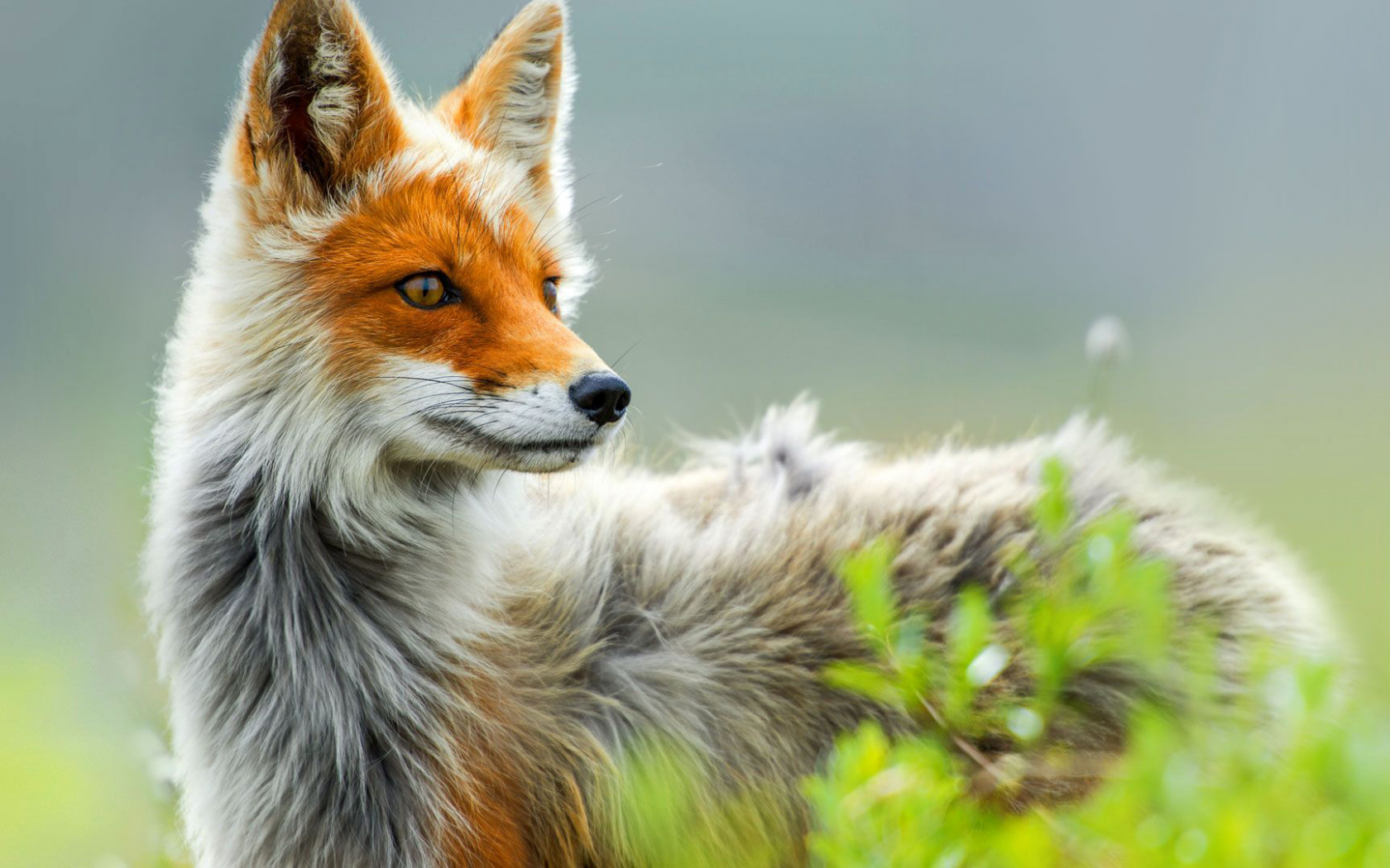 animal, fox