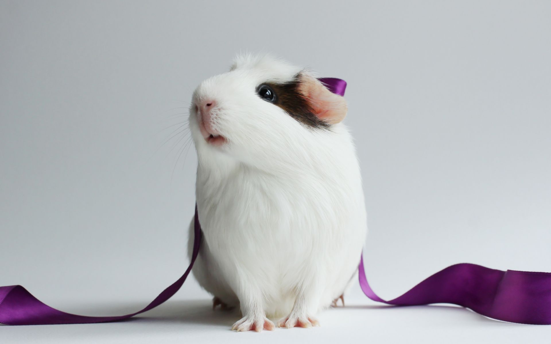 animal, guinea pig, ribbon