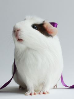 animal, guinea pig, ribbon