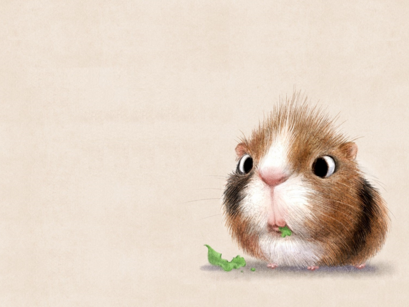 animal, guinea pig, drawing