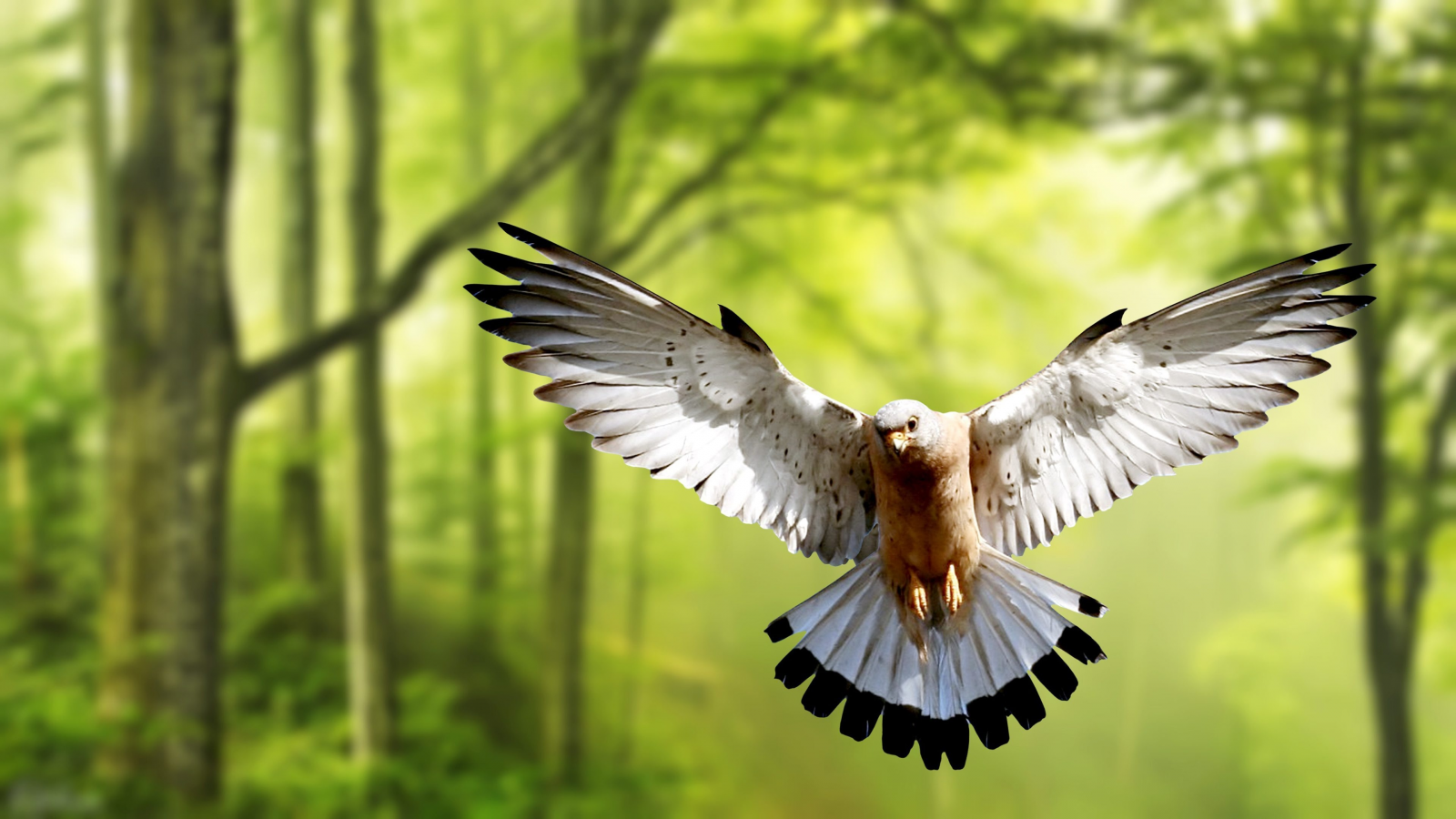 bird, dove, forest, flight