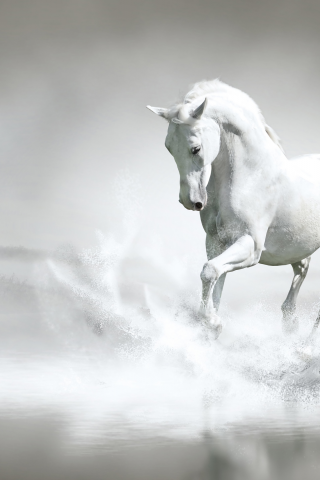 animal, horse, white