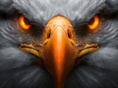 eagle, red, glowing, eyes