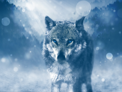 animal, wolf, blue eyes