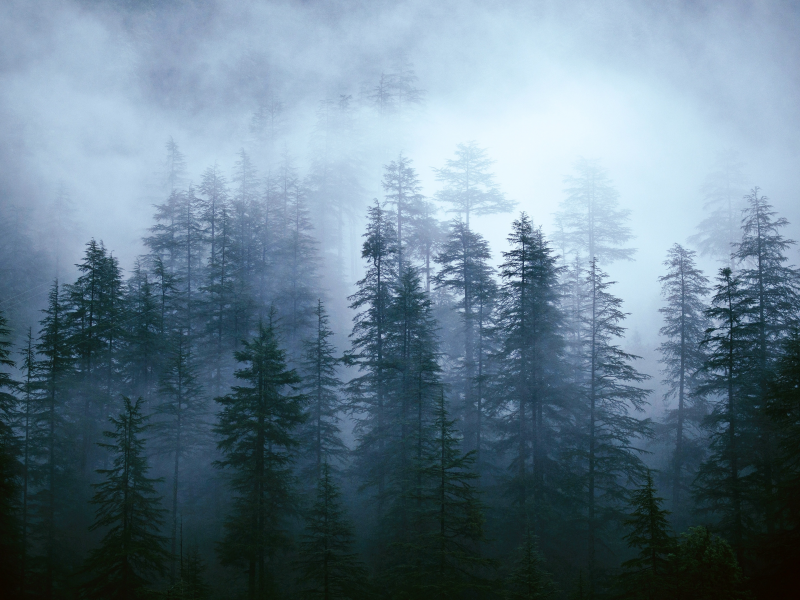 mist, trees, foggy, forest