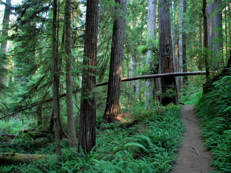 nature, forest, coniferous forest, pine, cedar, path