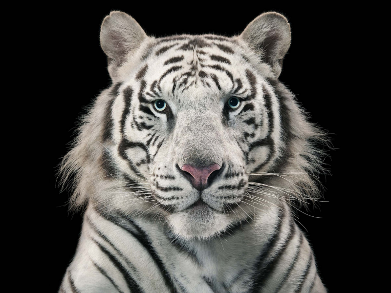 animal, tiger, white tiger, bengal
