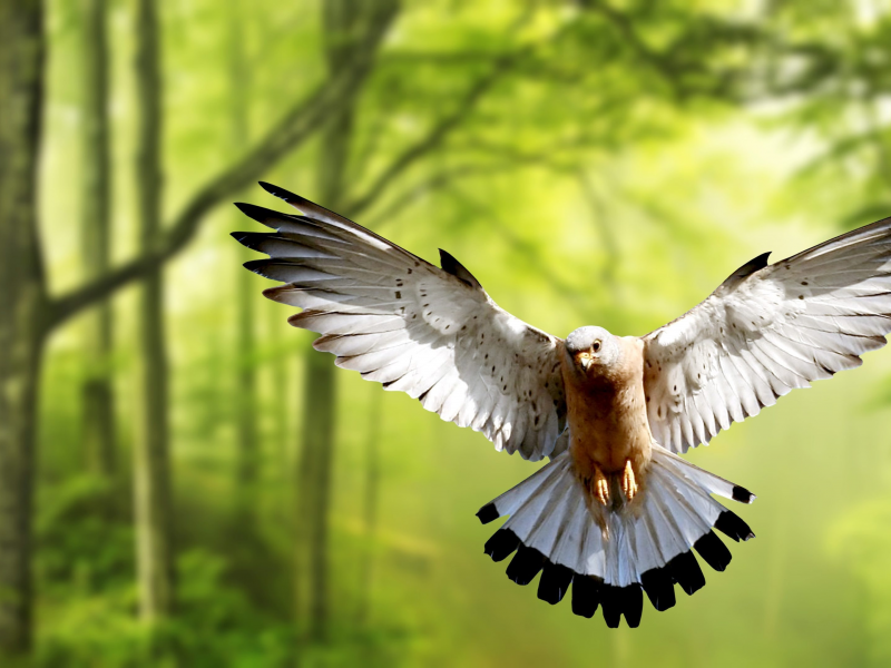bird, dove, forest, flight
