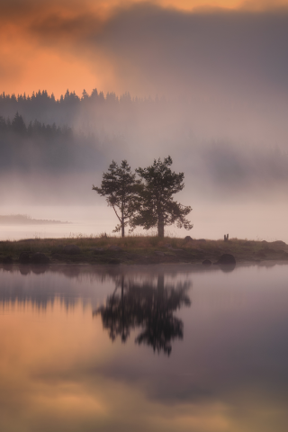 nature, fog, islet, tree, lake