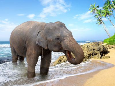 animal, elephant, beach