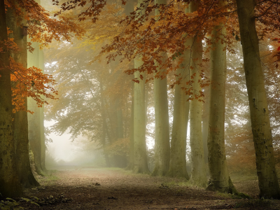 nature, forest, road, fog, trees