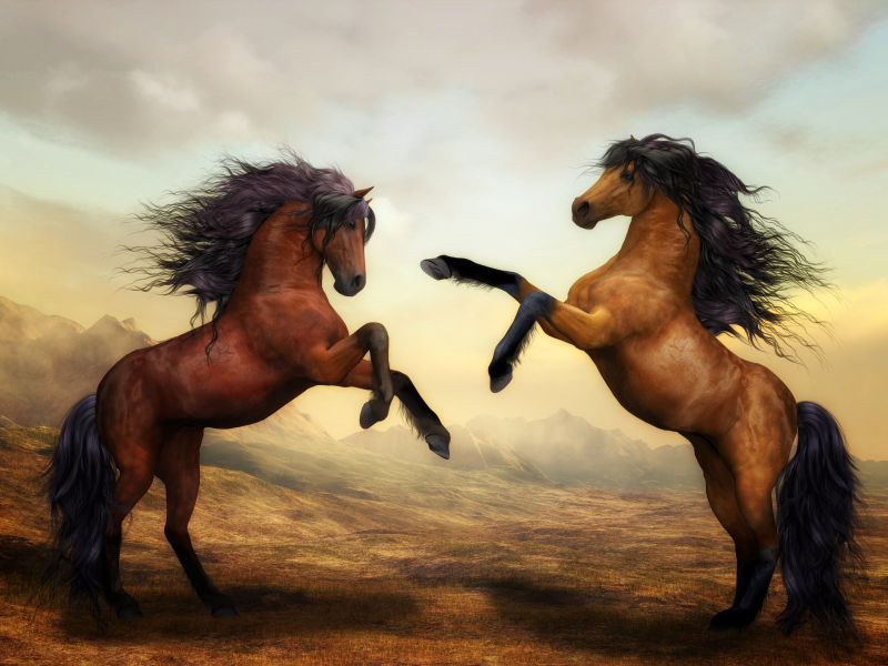 wild horses, pair, brown horses, stallion