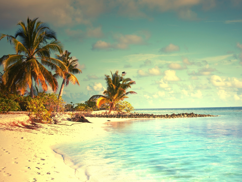 landscape, beach, sea, palm trees, sky