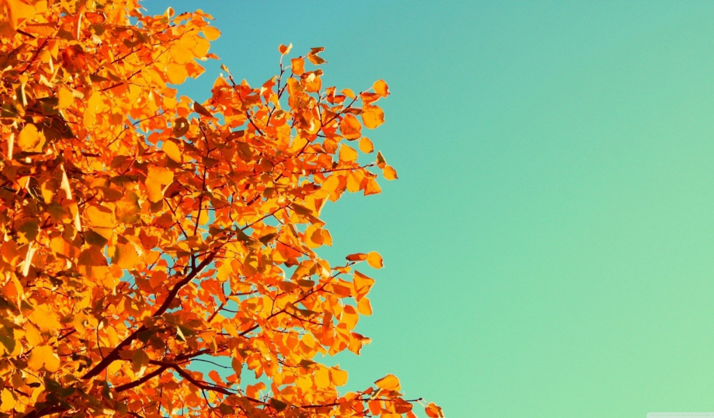 nature, leaves, autumn