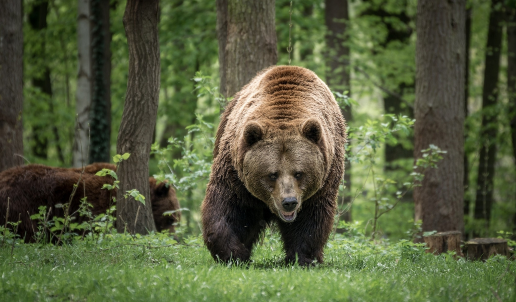 bear, family, forest, walking, predator, wildlife