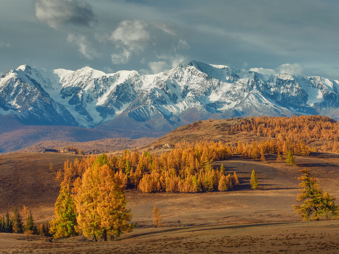 mountains, forest, nature, landscape