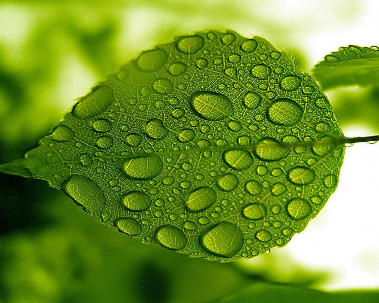 nature, green, leaf, water, droplets