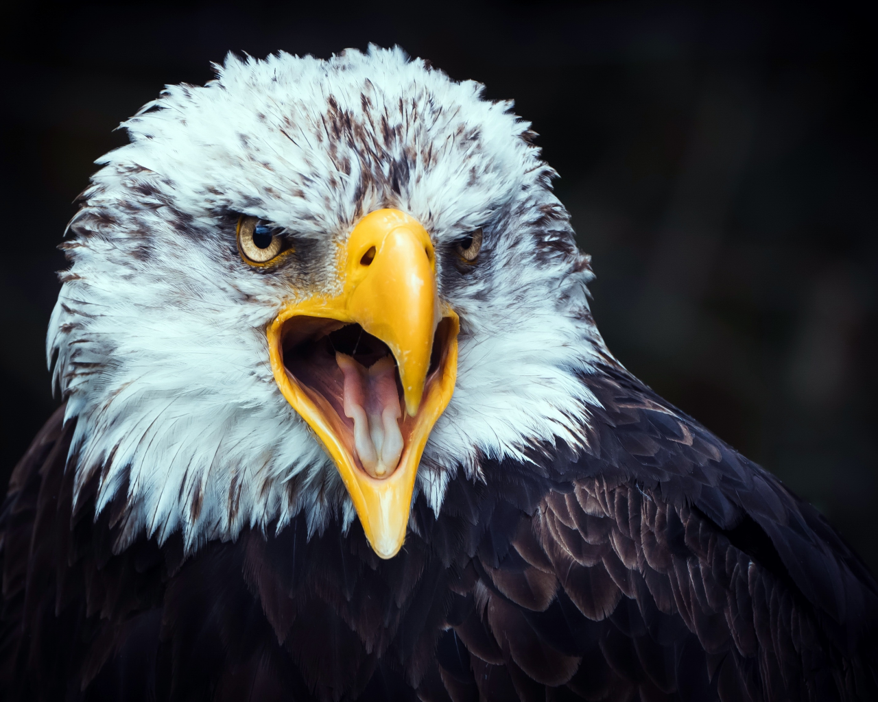 eagle, beak, tongue