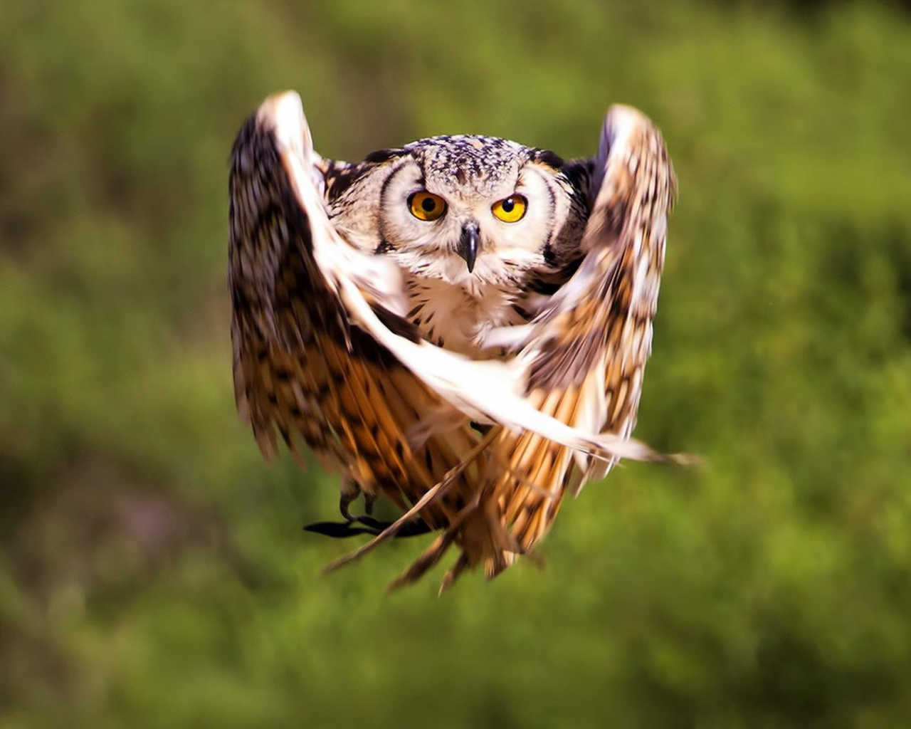 bird, owl, flight