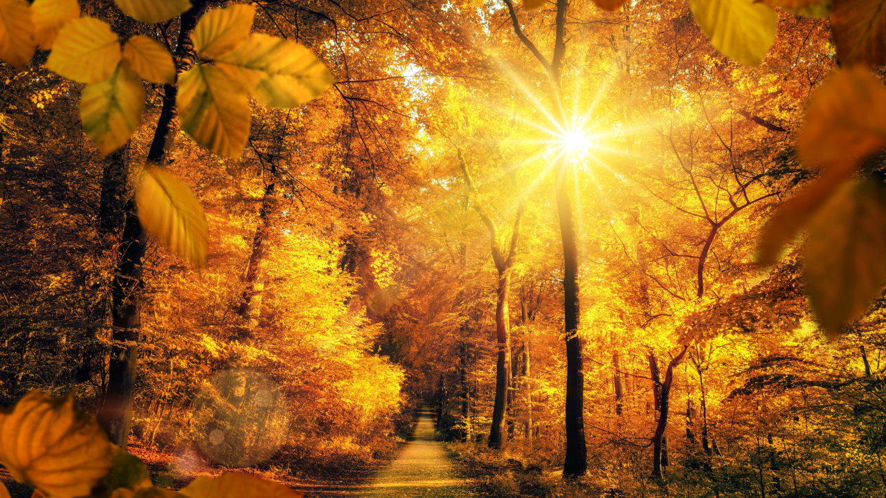 autumn, parks, roads, trees, rays of light, sun, foliage