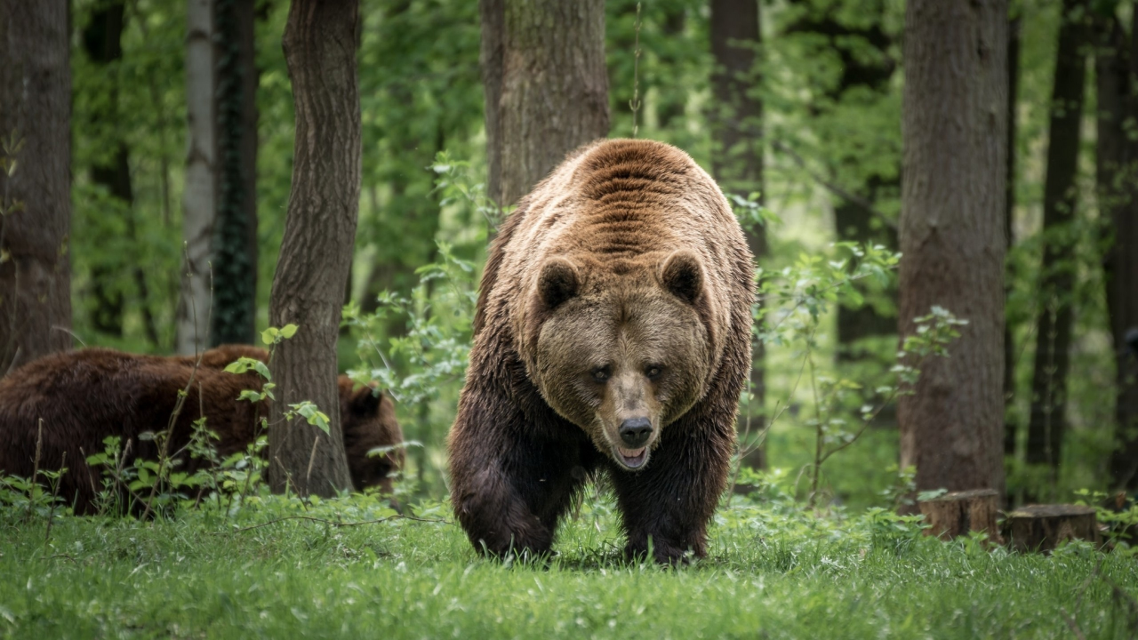 bear, family, forest, walking, predator, wildlife