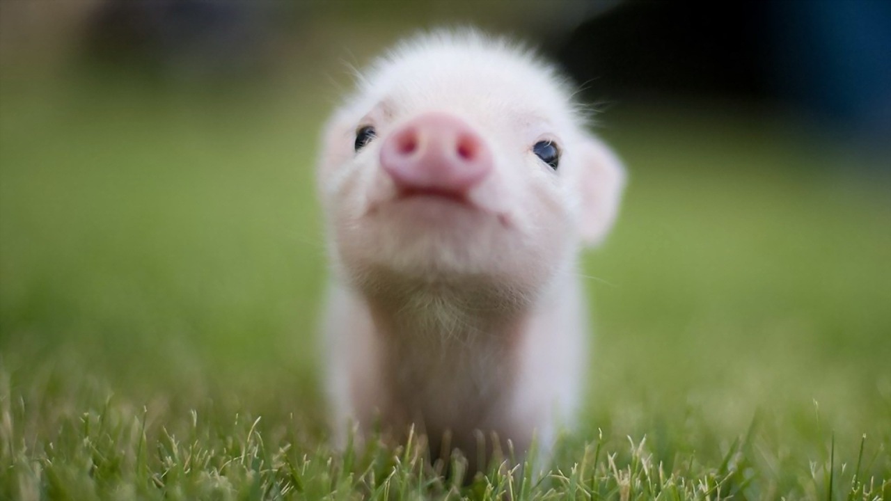 pigs, baby, animals, grass