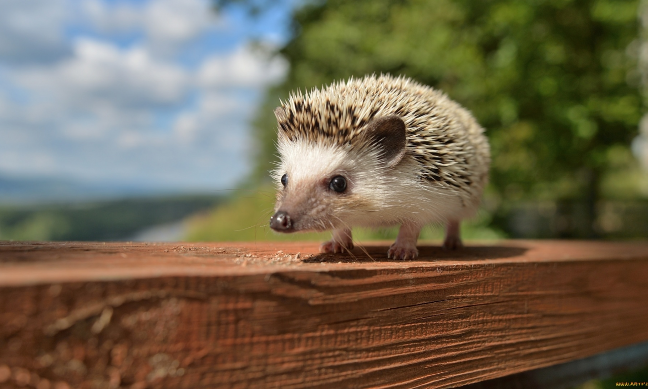 animals, hedgehog