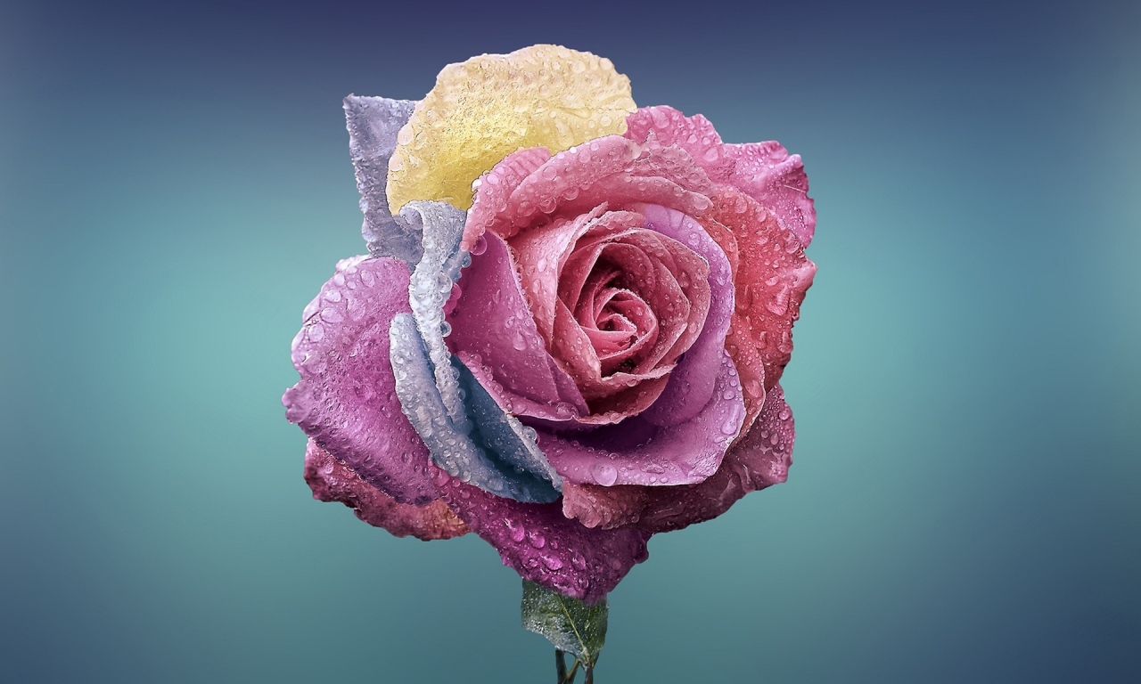 blue background, water drops, plants, flowers, colorful, rose
