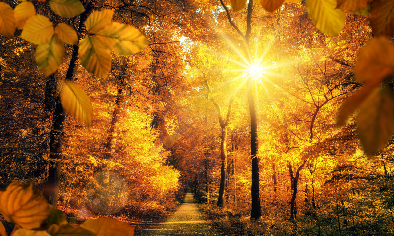 autumn, parks, roads, trees, rays of light, sun, foliage