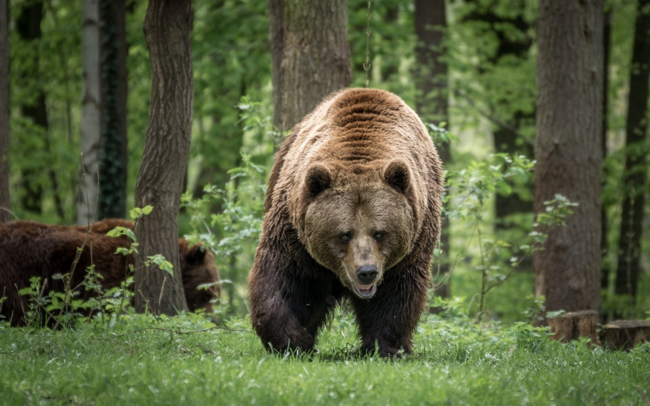 bear, family, forest, walking, predator, wildlife