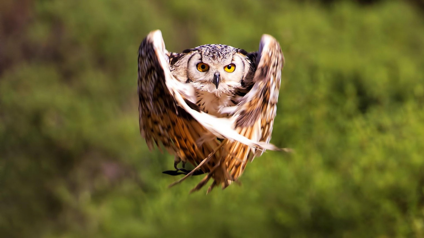 bird, owl, flight