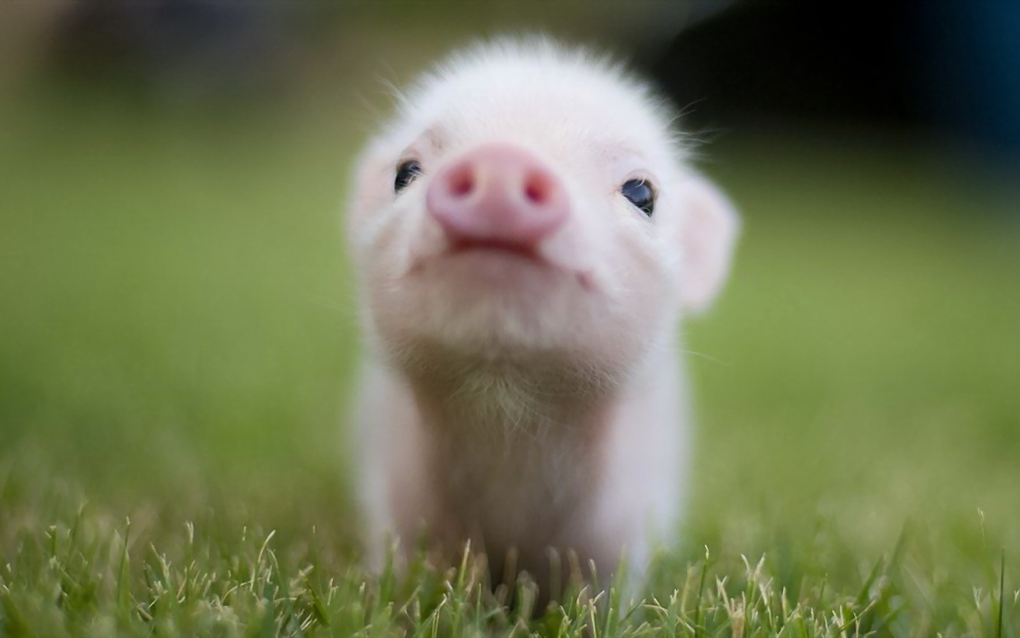 pigs, baby, animals, grass