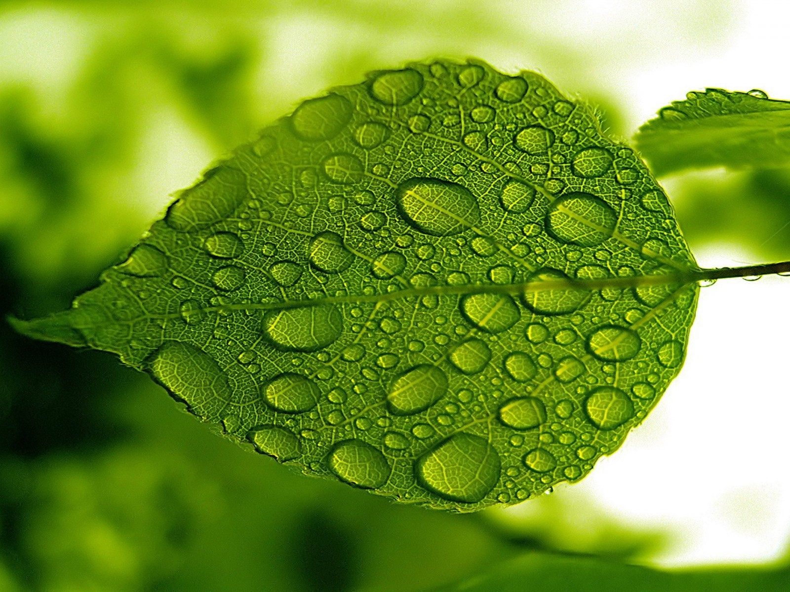 nature, green, leaf, water, droplets