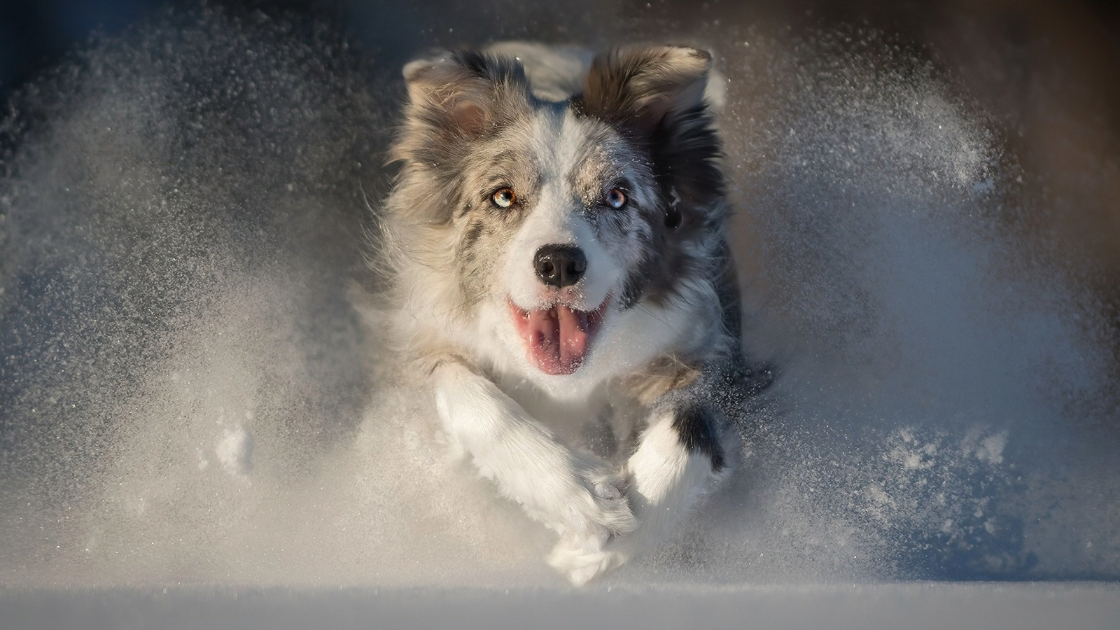 animal, dog, snow, running