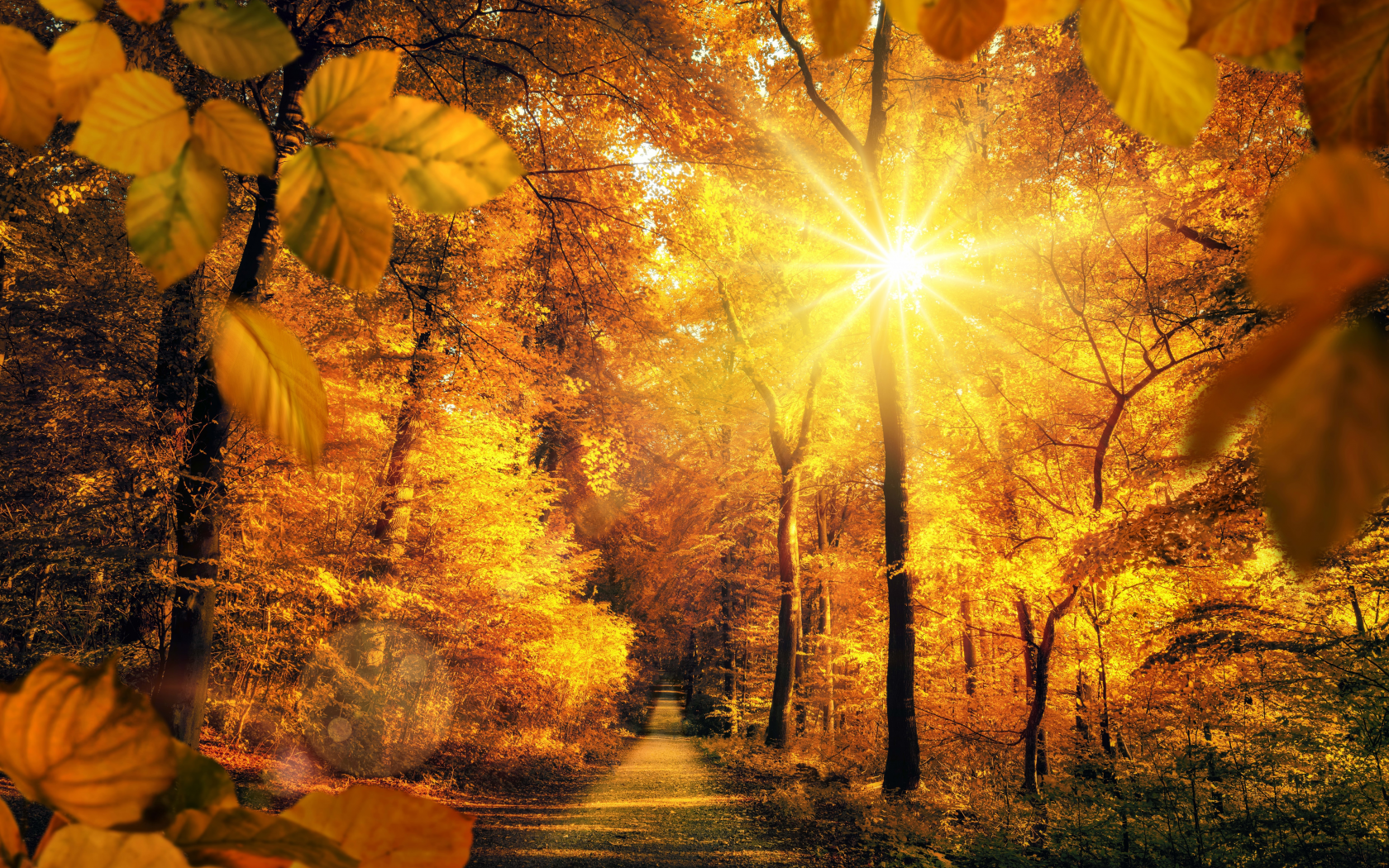 autumn, parks, roads, trees, rays of light, sun, foliage