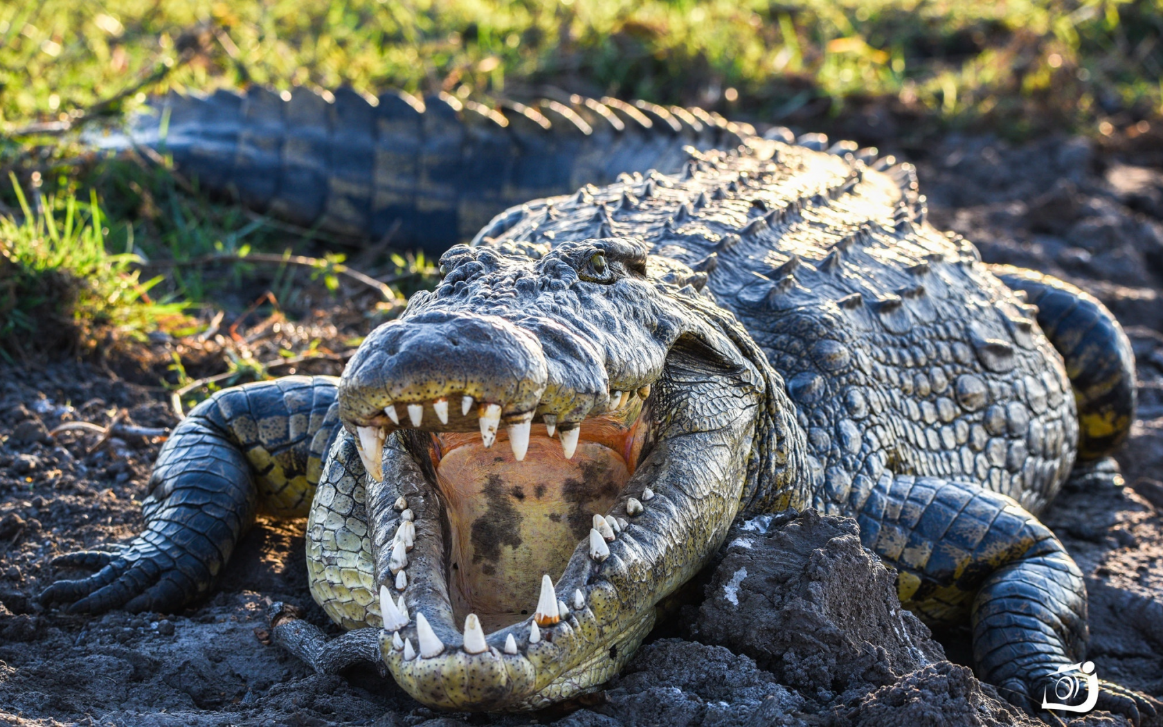 cocodrilo, boca, abierta, reptiles