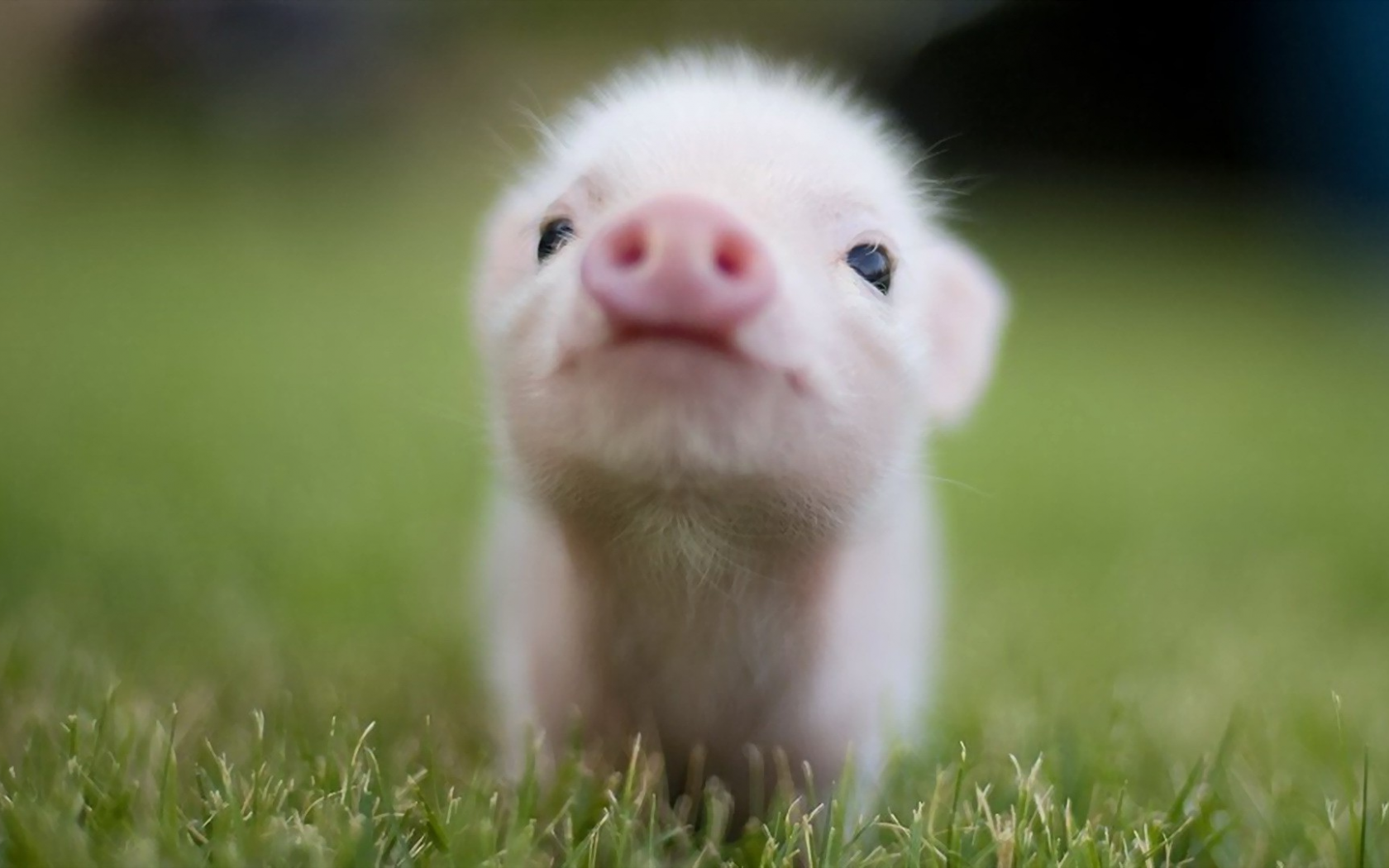 pigs, baby, animals, grass